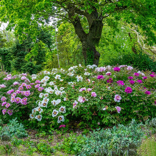 Dutch-Grown Tree Peony Collection